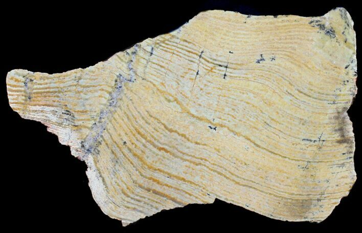 Strelley Pool Stromatolite - Oldest Known Life ( Billion Years) #39047